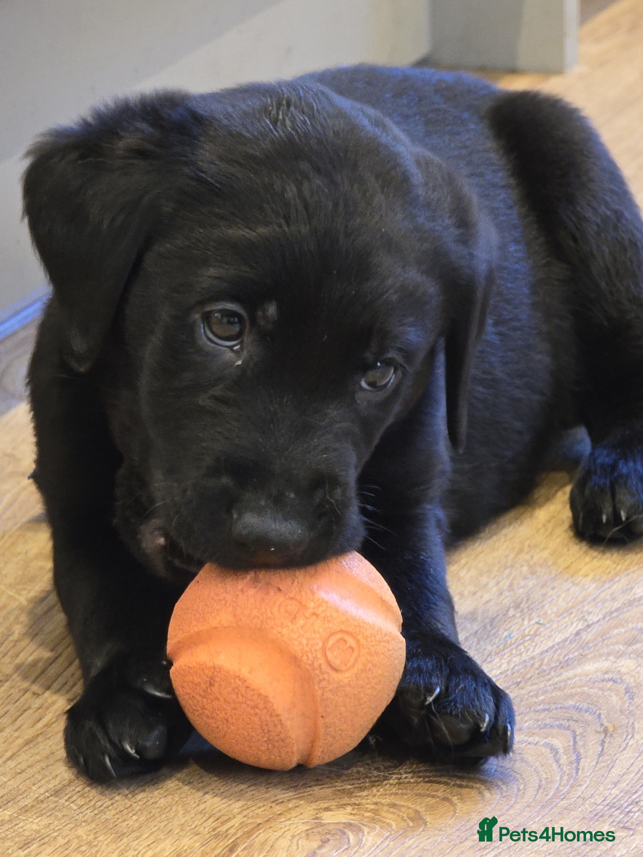 Labrador Retriever dogs for sale: One Fab well bred wee boy available (Vigilance) - Advert 2