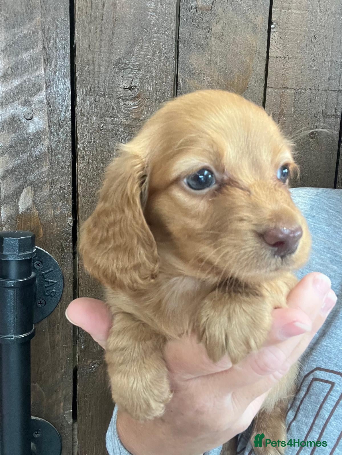 Miniature Dachshund dogs 2 beautiful long haired Miniature Dachshunds - Advert 1