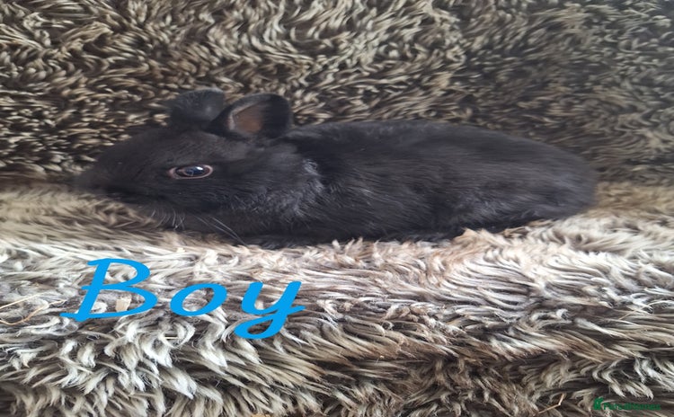 Netherland Dwarf rabbits - Advert 1