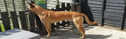 Belgian Shepherd Dog dogs for sale: Belgian Malinois Puppies - Advert 15