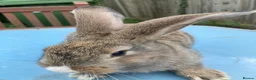 French Lop rabbits for sale: French Lop Bunnies in London - Advert 15