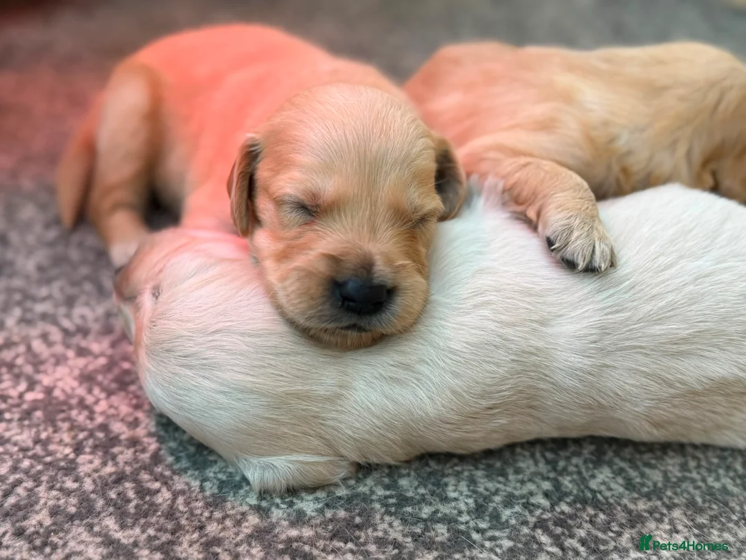 Golden Retriever dogs for sale: Golden Retriever Puppies - Advert 34