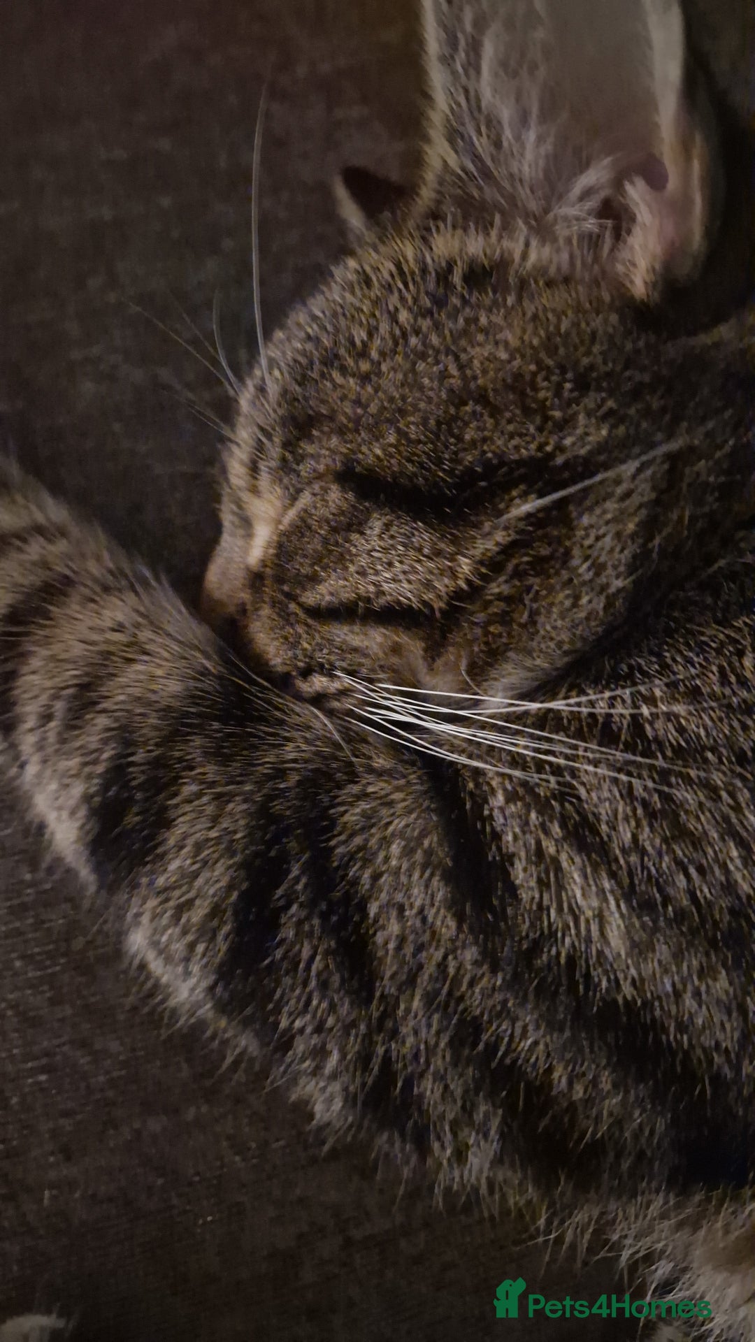 Mixed Breed cats for sale: Beautiful 18mth old Boy cat  - Advert 4