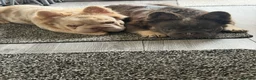 French Bulldog dogs for sale: Male and female fluffy French bulldogs  - Advert 7