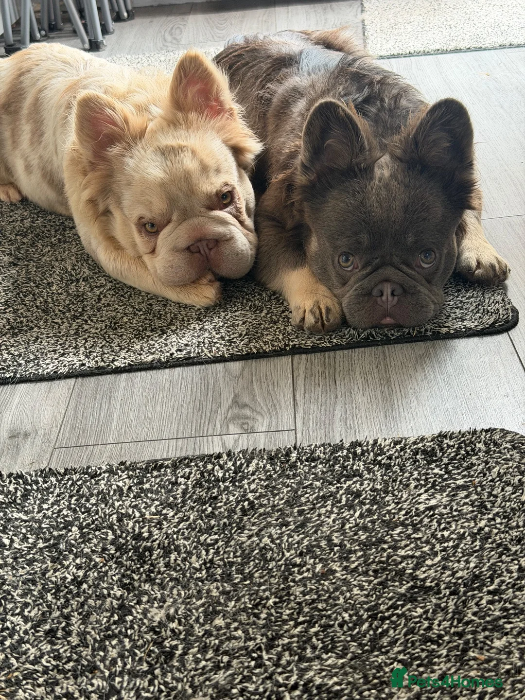 French Bulldog dogs for sale: Male and female fluffy French bulldogs  - Advert 7
