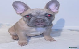 French Bulldog dogs for sale: 4 month old BOY French bulldog  - Image 4