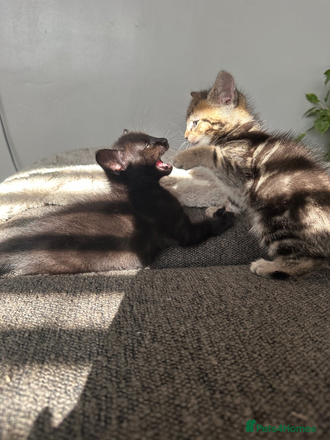 Mixed Breed cats for sale: Kitten’s ready now  - Image 9