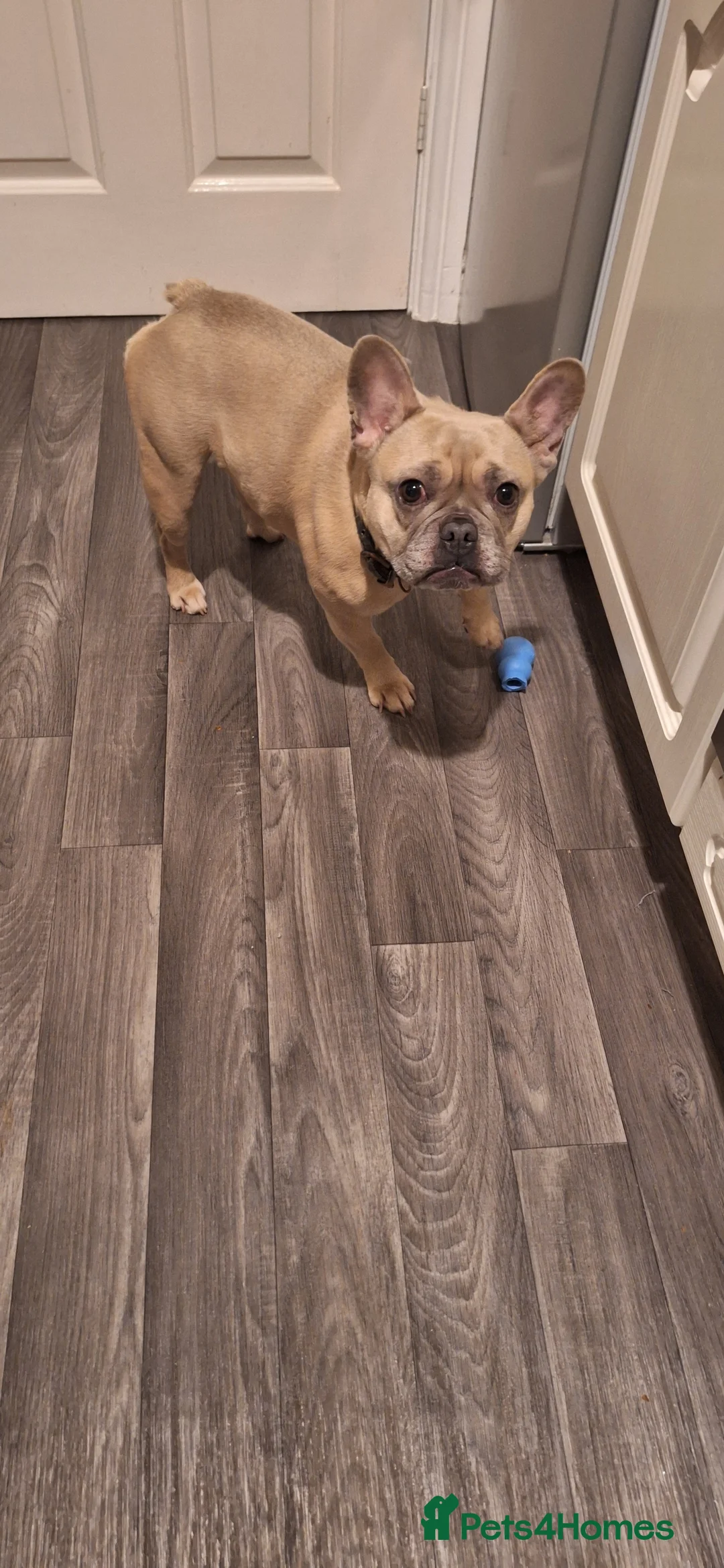 French Bulldog dogs for sale: Lady The French Bulldog - Advert 1