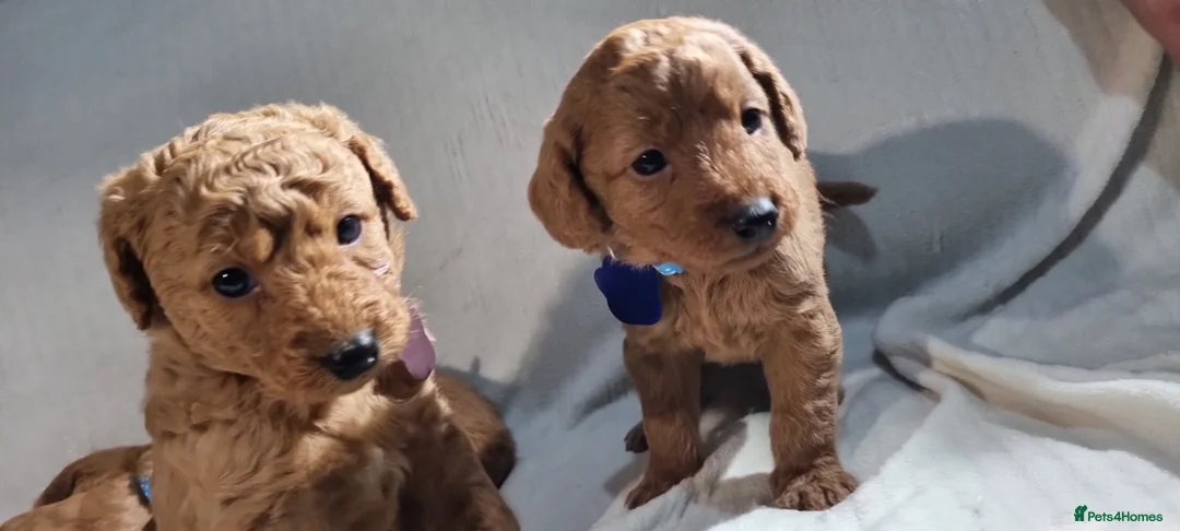 Labradoodle dogs for sale: Labradoodle Fox Red ❤️ Health Check - Advert 19