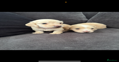 Miniature Dachshund dogs - Advert 3