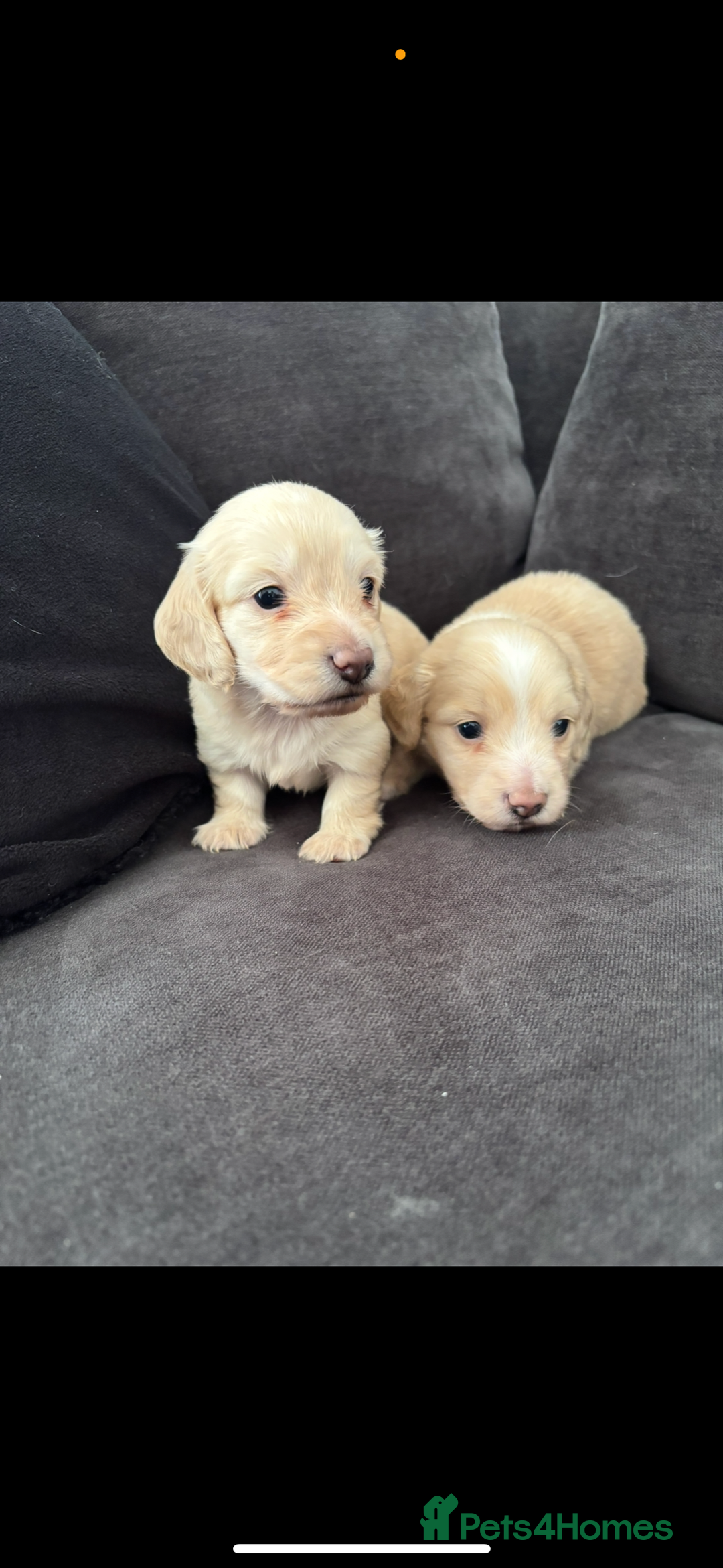 Miniature Dachshund dogs for sale: 2 Beautiful cream dachshunds  - Image 3
