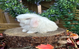 Mini Lop rabbits for sale: ⭐ VACCINATED PEDIGREE MINI LOP BUNNIES ⭐  - Advert 7