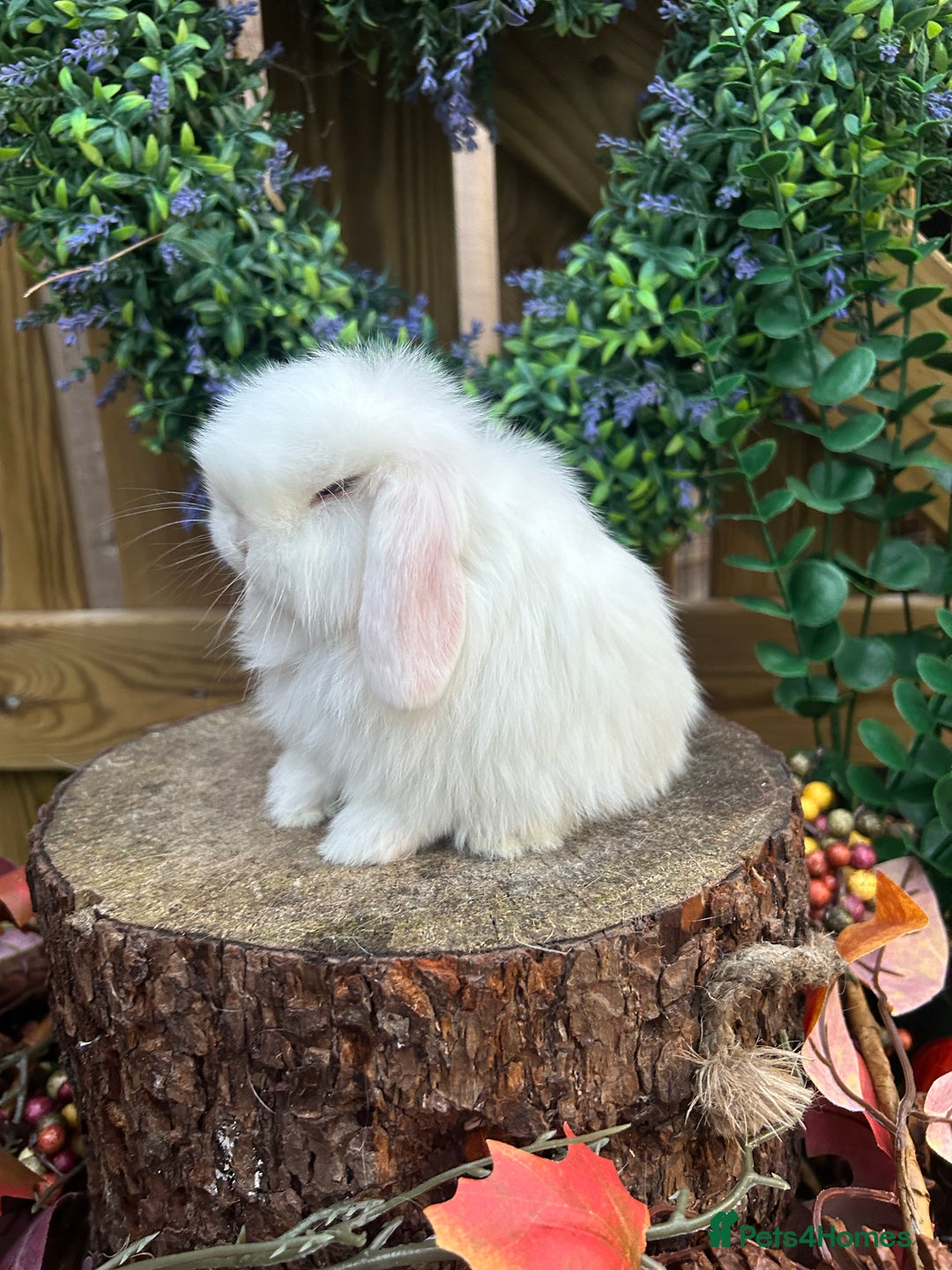 Mini Lop rabbits for sale: ⭐ VACCINATED PEDIGREE MINI LOP BUNNIES ⭐  - Advert 7