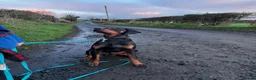 Dobermann dogs for stud: KC registered Dobermann for a stud  - Advert 3