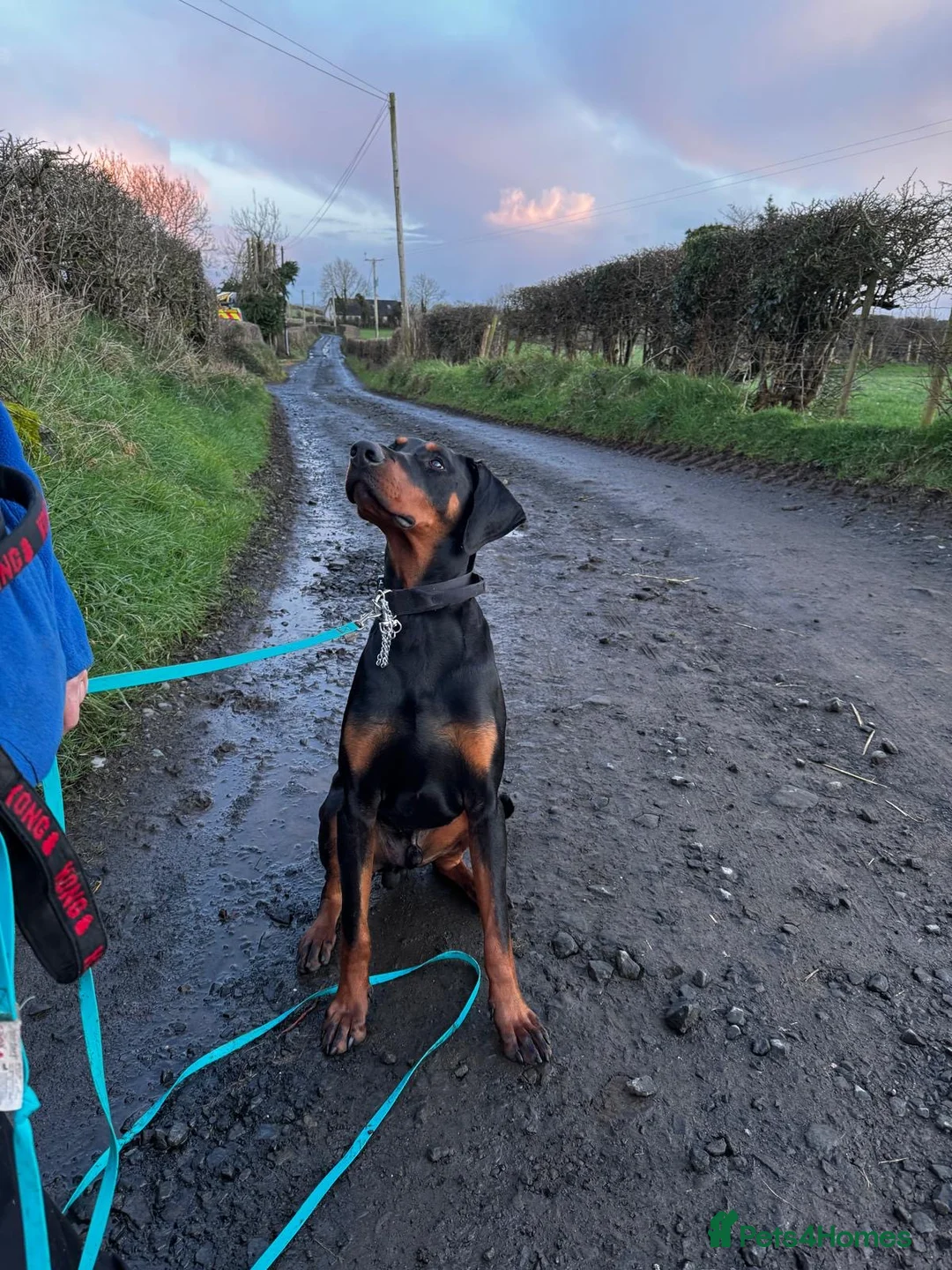 Dobermann dogs for stud: KC registered Dobermann for a stud  - Advert 7