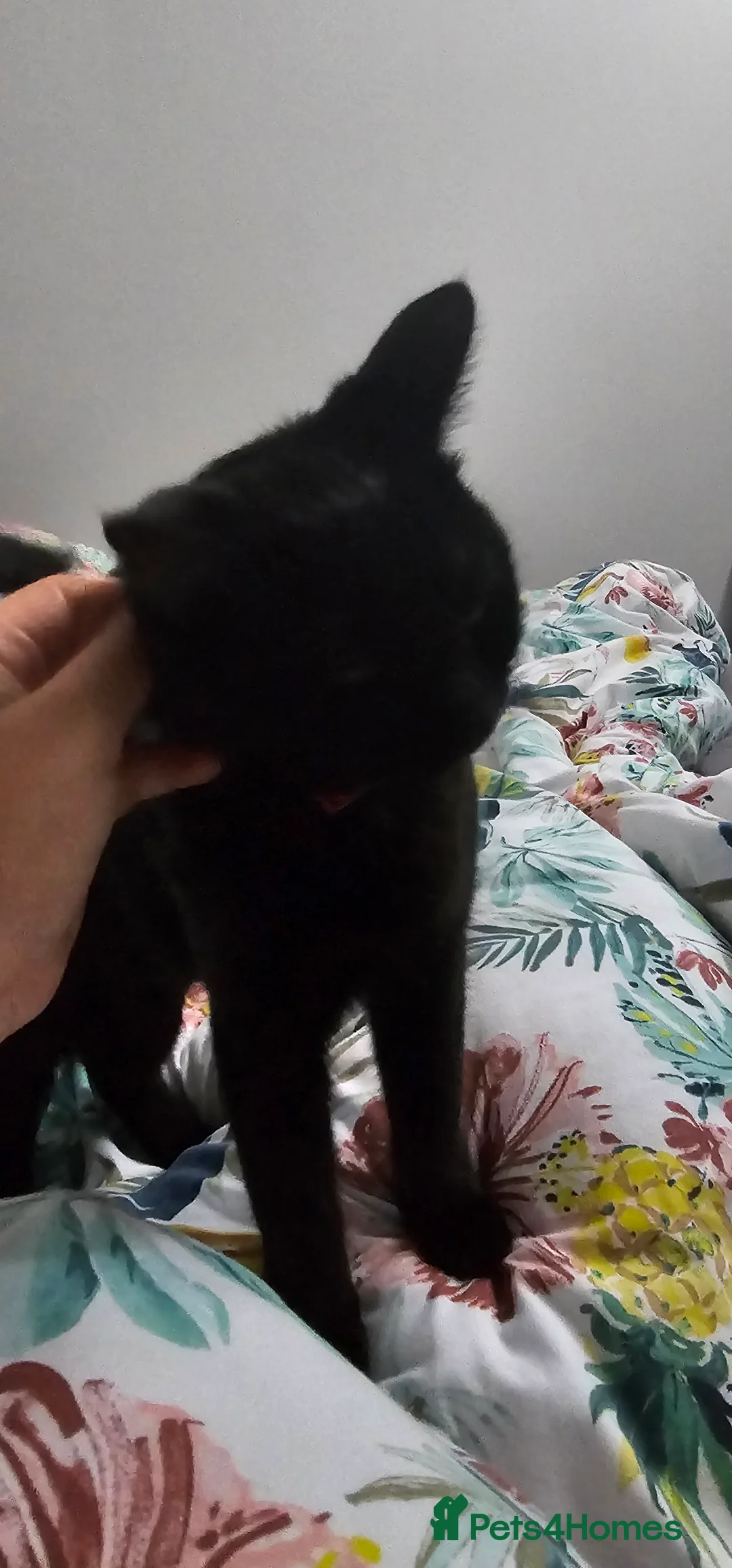 Mixed Breed cats for sale: Two cats looking for a loving new home (Free)  - Advert 2