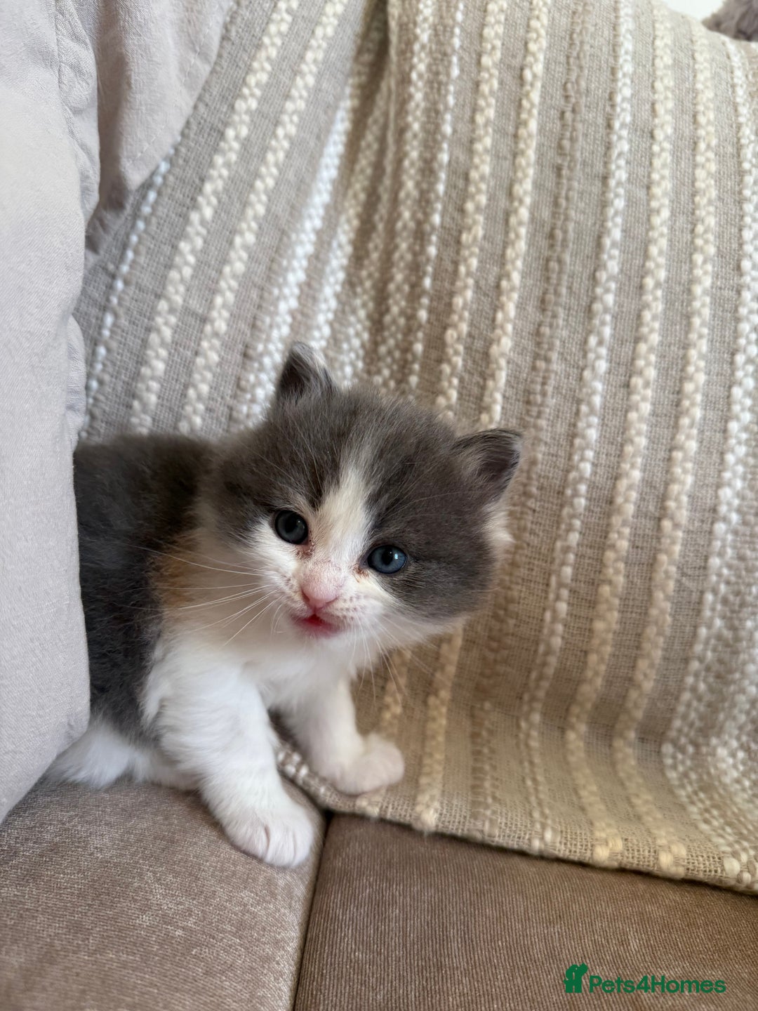 Ragdoll cats for sale: 🎄 Rare Ragdoll Kittens – Ready for Christmas! 🎄 - Advert 10