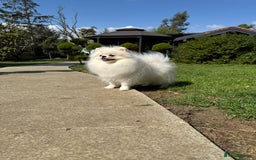 Pomeranian dogs for sale: Well house trained White Pomeranian Girl - Image 7