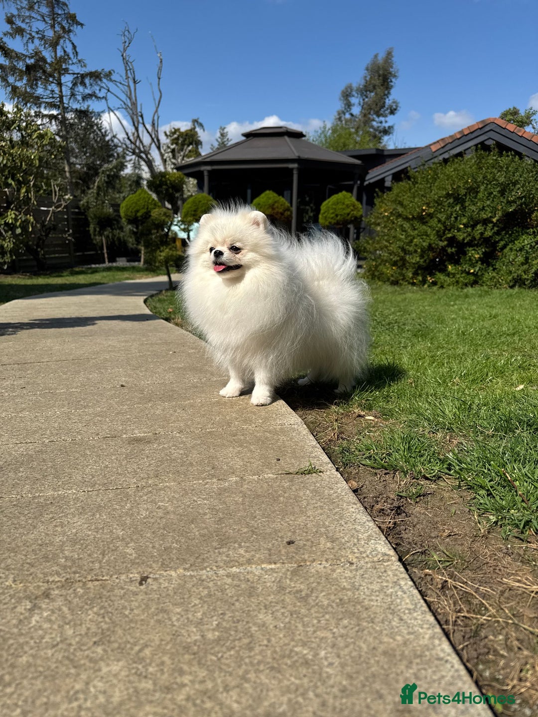 Pomeranian dogs for sale: Well house trained White Pomeranian Girl - Image 7