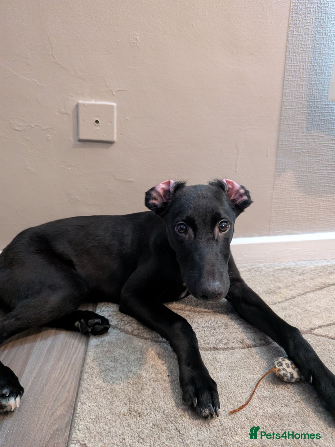 Mixed Breed dogs for sale: Lurcher Cross - Image 4
