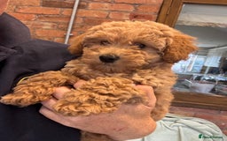 Mixed Breed dogs for sale: Adorable Cairnnoodle Puppies  - Image 6
