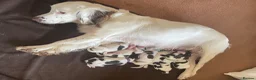 English Springer Spaniel dogs for sale: Quality KC registered ESS. Health screened. - Advert 12