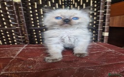Ragdoll cats for sale: 1 sweet Ragdoll boy looks for a loving family  - Image 7