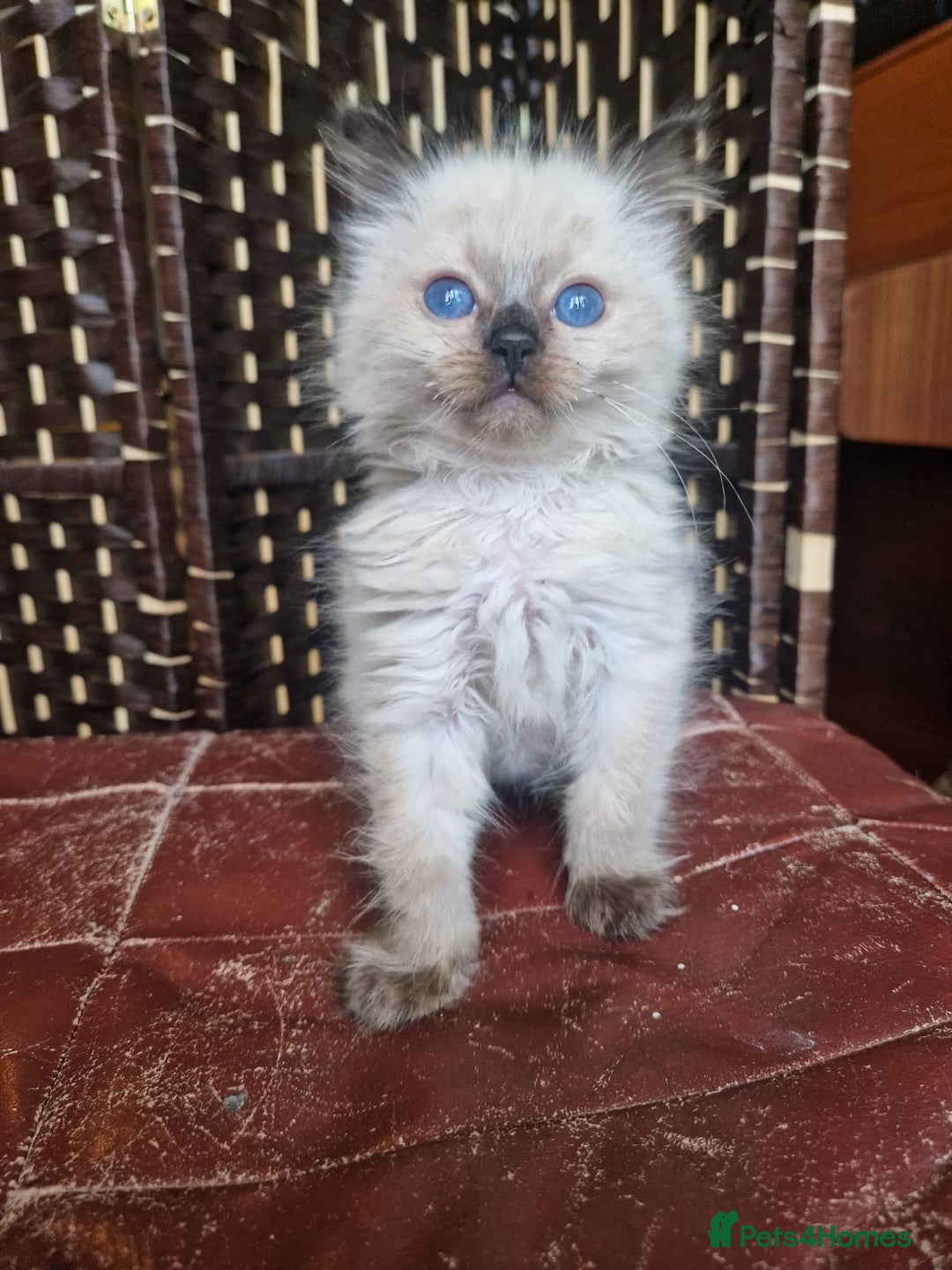 Ragdoll cats for sale: 1 sweet Ragdoll boy looks for a loving family  - Image 7