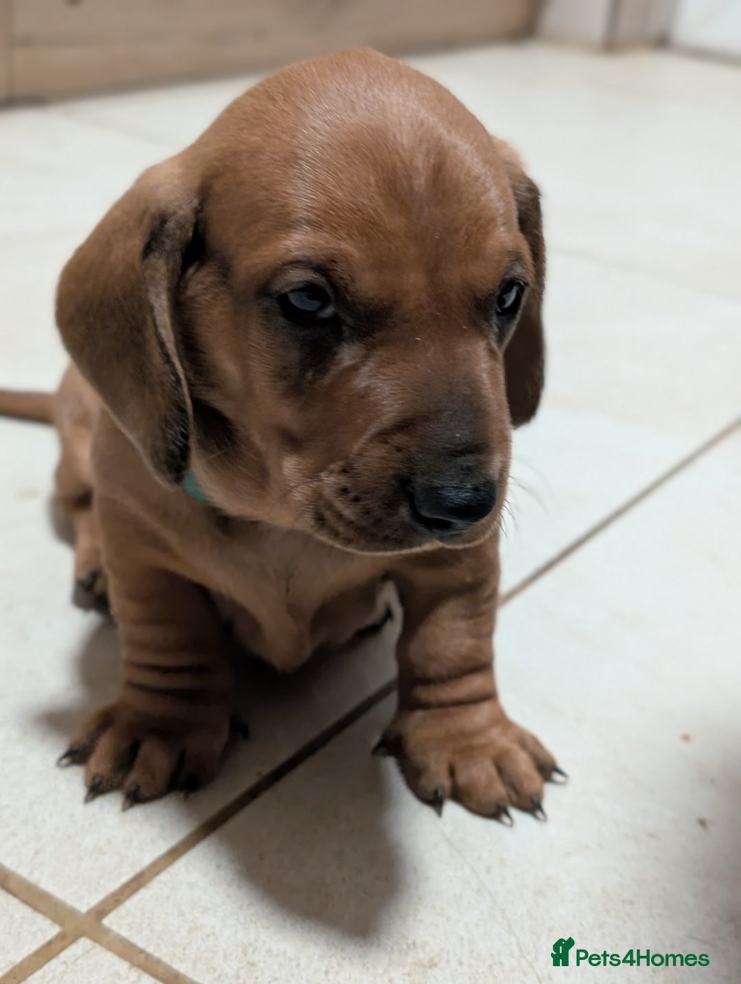 Dachshund dogs for sale: Champions Line/Show Quality Standard Dachshund - Advert 19