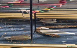 Finches birds for sale: Baby finches for sale £10 - Image 3