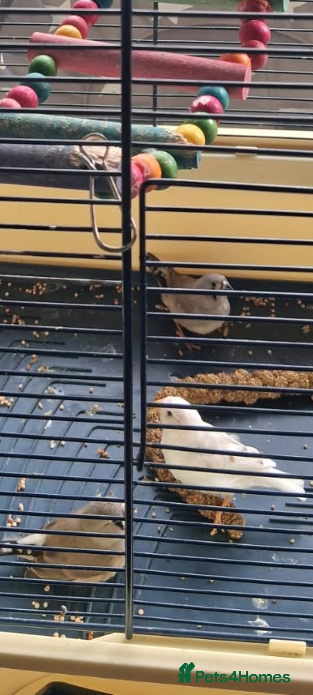 Finches birds for sale: Baby finches for sale £10 - Image 3