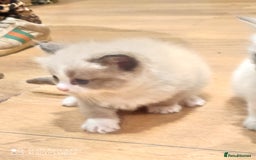 Siberian cats for sale: #4 lovely Siberian male kittens  - Image 13