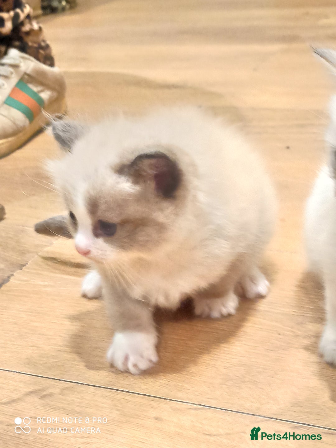Siberian cats for sale: #4 lovely Siberian male kittens  - Image 13