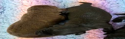 Cockerdor dogs for sale: Beautiful Cockerdor Puppies  - Advert 4