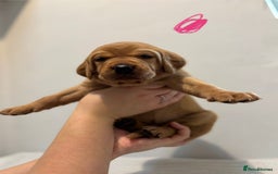Labrador Retriever dogs for sale: Beautiful fox red puppies  - Image 28