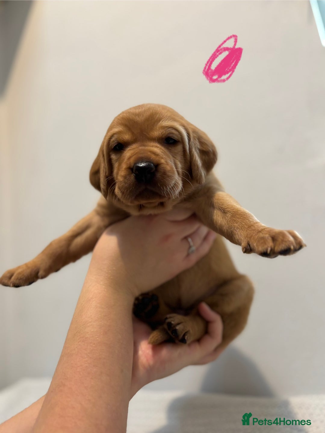 Labrador Retriever dogs for sale: Beautiful fox red puppies  - Image 28