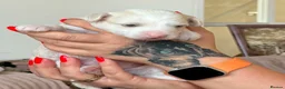 Chinese Crested dogs for sale: Pure breed Chinese Crested  - Advert 7