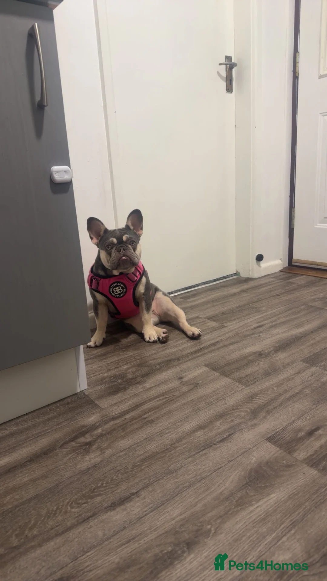 French Bulldog dogs for sale: 2 French bulldogs male and female kc registered  - Advert 4