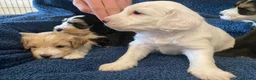 Cockapoo dogs for sale: Belles beautiful Angels  - Advert 14