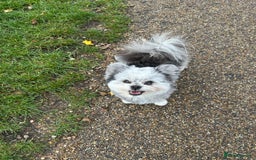 Pomapoo dogs for stud: Merle Pomapoo in Newark - Image 1