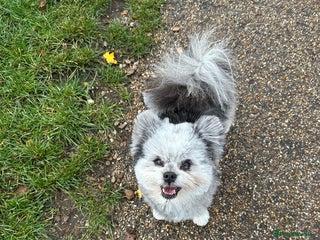 Pomapoo dogs for stud in Newark - Advert 1