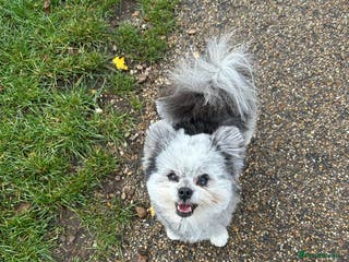 Pomapoo dogs Merle Pomapoo in Newark - Advert 10