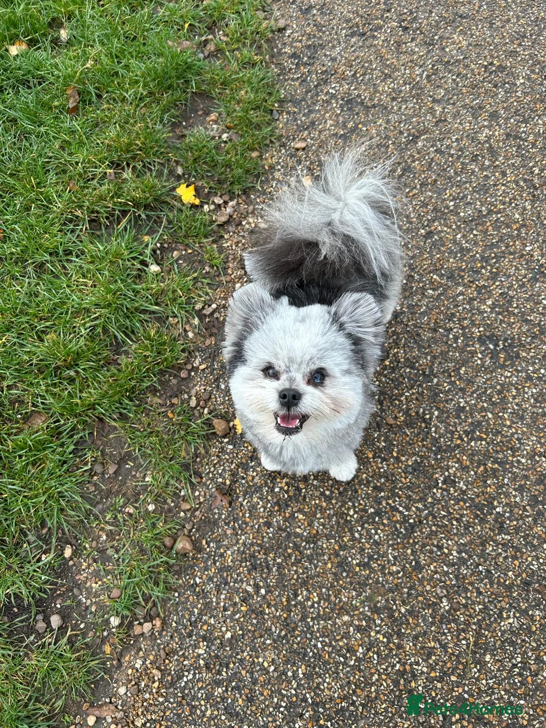 Pomapoo dogs for stud: Merle Pomapoo in Newark - Advert 1