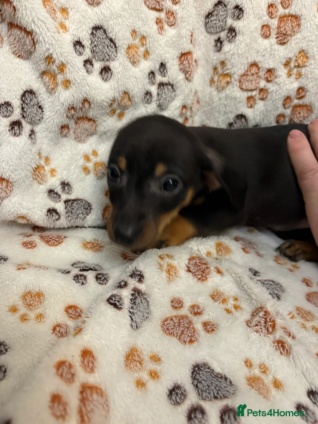 Mixed Breed dogs for sale: Daxi jacks ready now - Advert 6