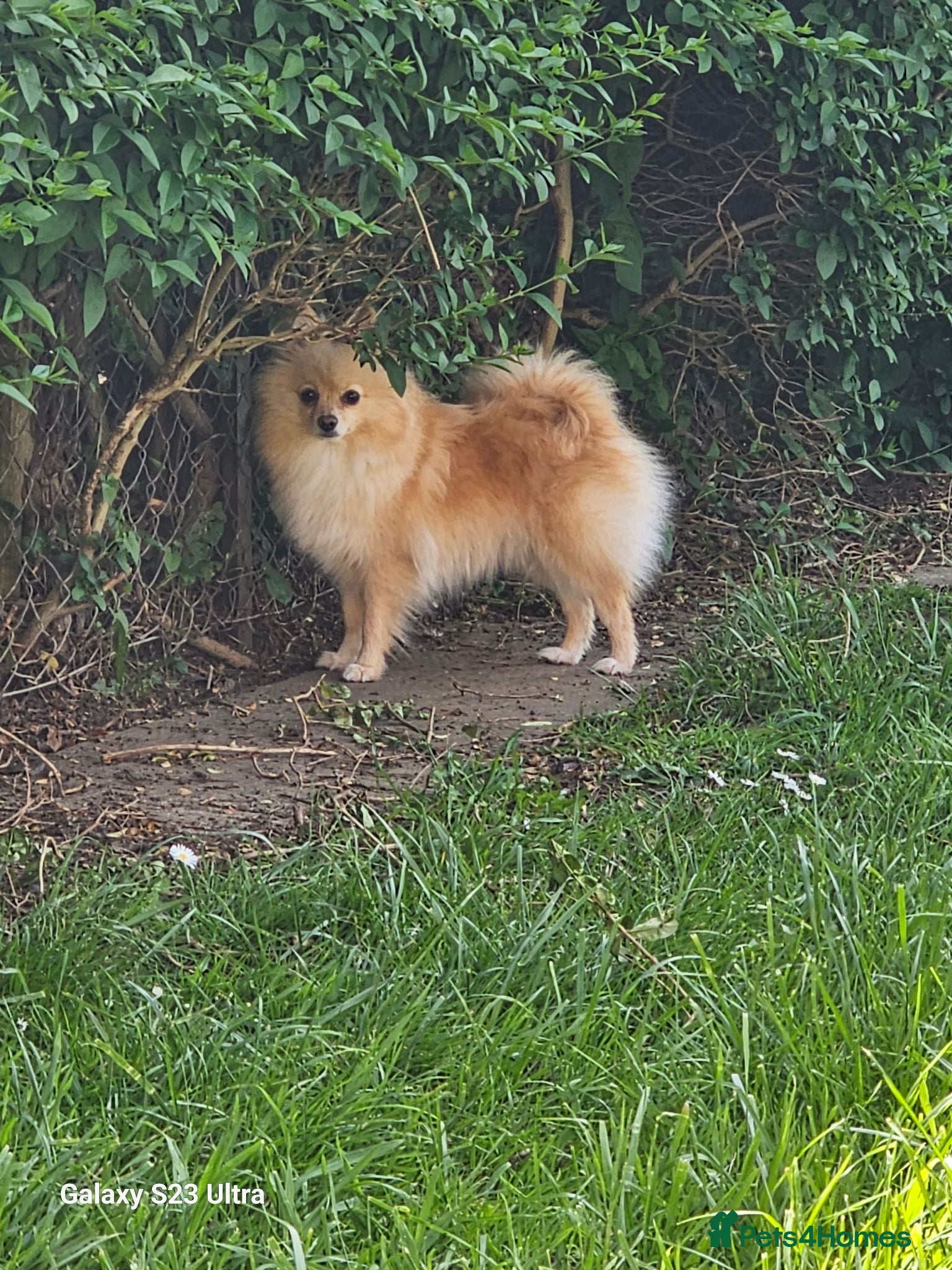 Pomeranian dogs Pomeranian  - Advert 1