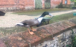 Ducks poultry for sale: Dutch Hookbills (Juvenile ducks) - Image 10