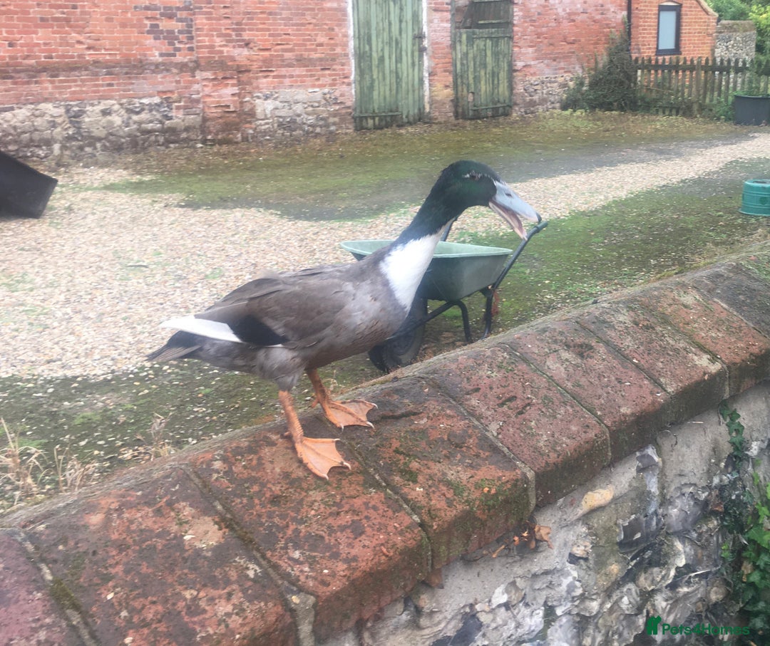 Ducks poultry for sale: Dutch Hookbills (Juvenile ducks) - Image 10