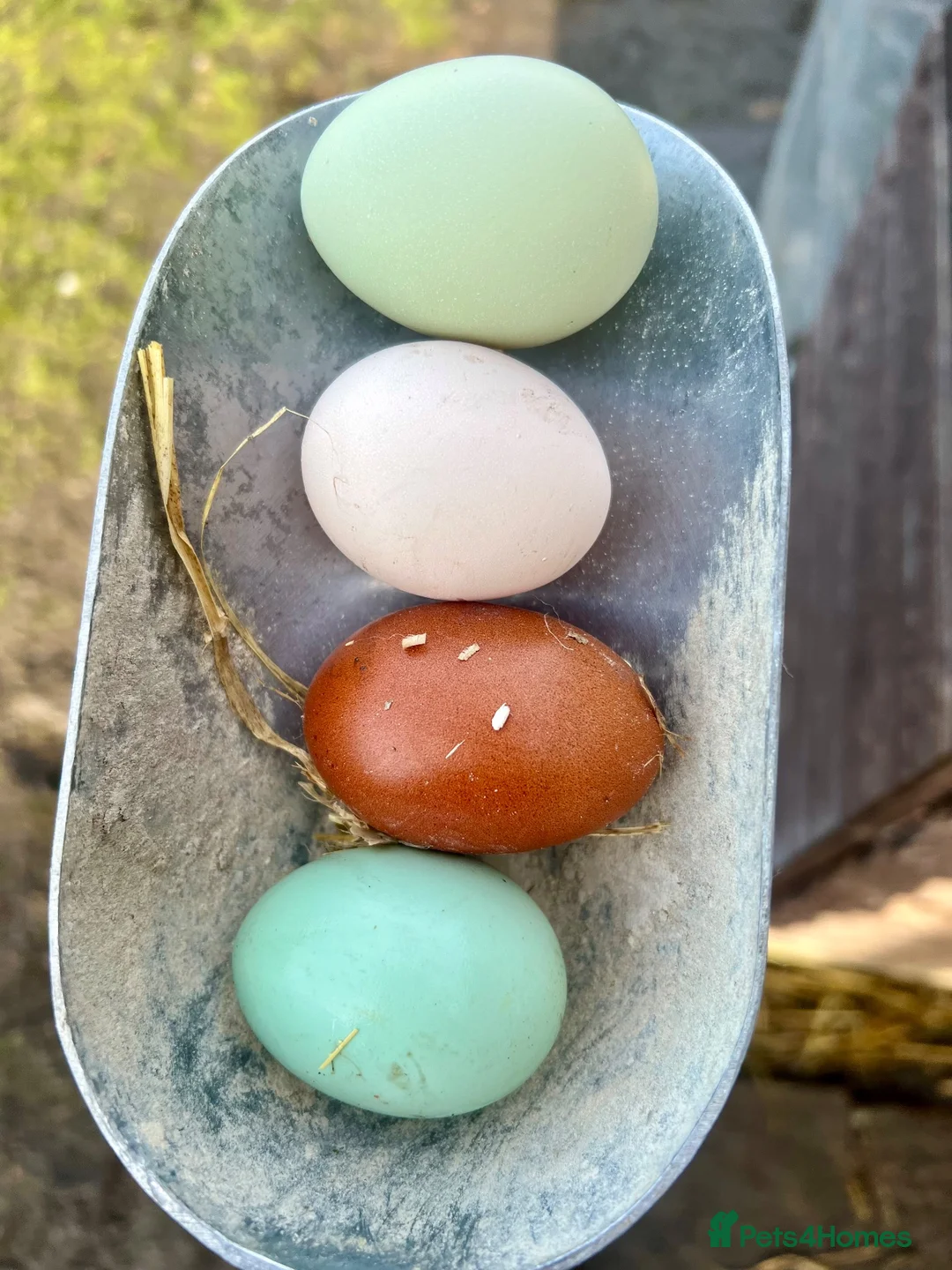 Chickens poultry for sale: Various hens and female chicks - Advert 2