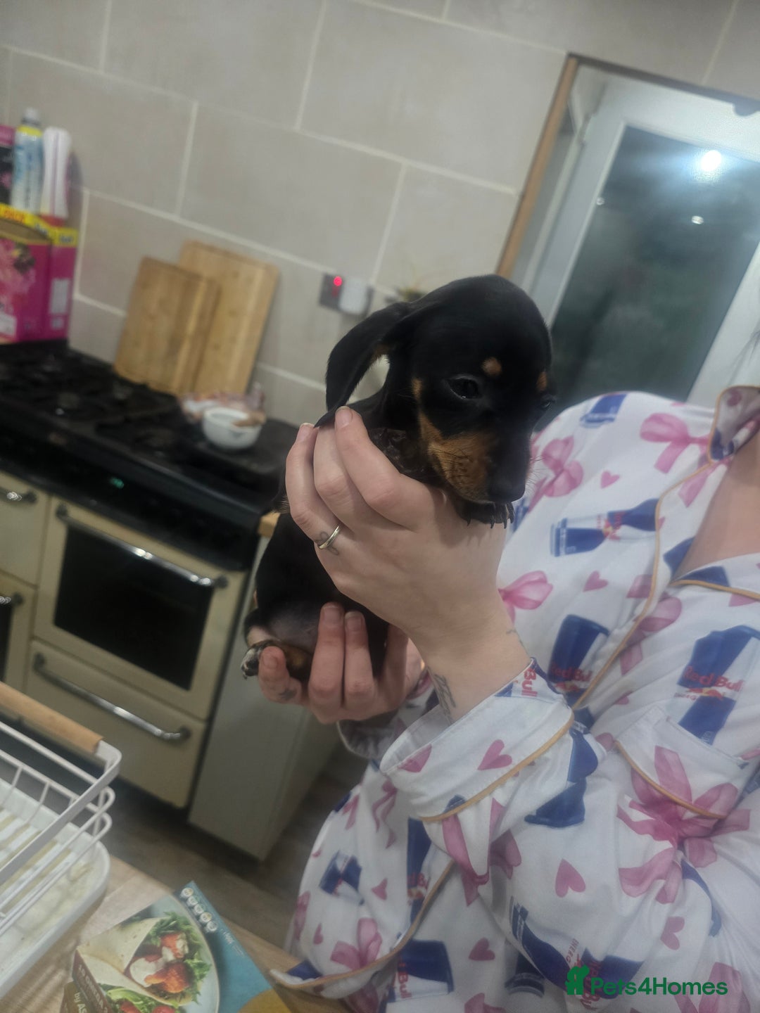 Dachshund dogs for sale: Dachsund puppies for sale  - Advert 6