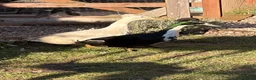 Ducks poultry for sale: Three ducks looking for a new home  in Stourbridge - Advert 4